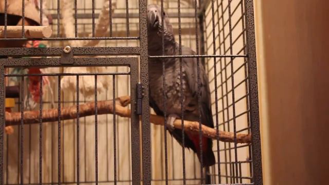 Жако Мартин разговаривает смотреть онлайн