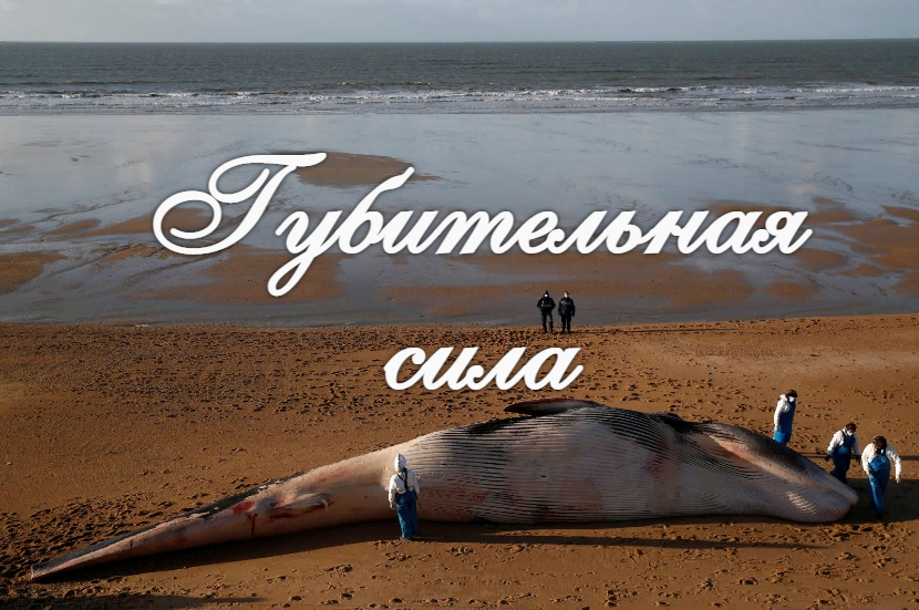 Каждый человек может внести свой вклад для сохранения природы. смотреть онлайн