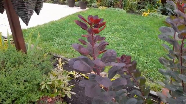 Влог. Сад в сентябре. Купили и посадили новые гортензии и клематисы. Убрали тыквы