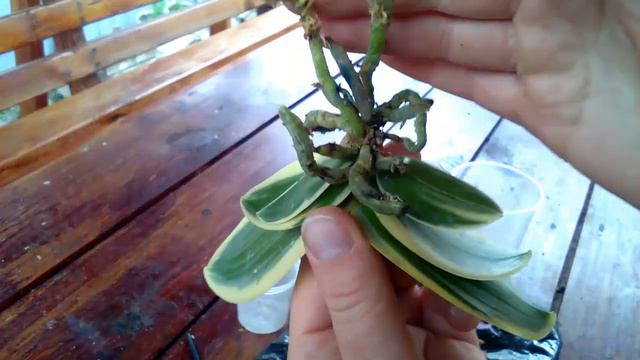 Вариегатный мини-фаленопсис Sogo Vivien (Сого Вивьен). ПЕРЕСАДКА