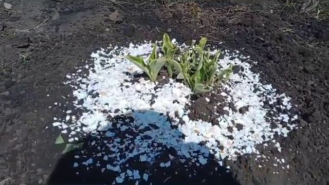 Ваши хосты больше никогда не потревожат слизни👍👍👍 смотреть онлайн