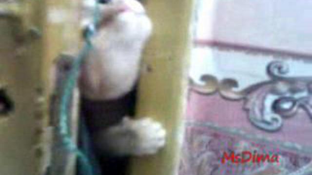 СОСЕДСКИЙ КОТЯРА:)