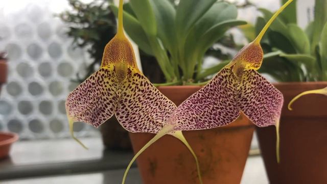 Oрхидейная пятиминутка 😁. Два вида Masdevallia Decumana. Заказ от Ecuagenera, апдейт