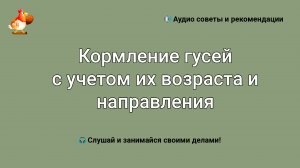 Кормление гусей с учетом их возраста и направления использования