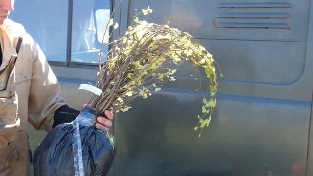Посадили первые 300 лип #3 смотреть онлайн