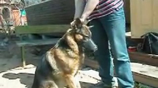 Учимся надевать намордник смотреть онлайн