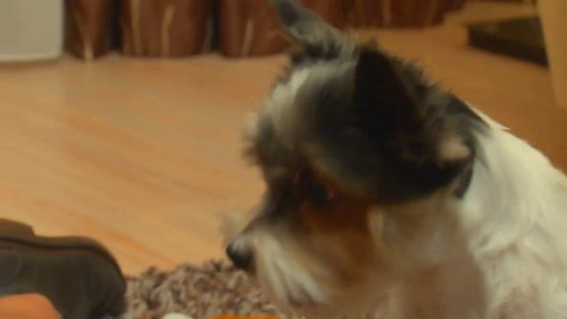 Бивер - йорк терьер. смотреть онлайн