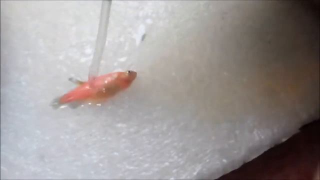 41#  ОСМОТР ПОГИБШЕЙ ДАНИО!!!!!!!!!!!!!!!