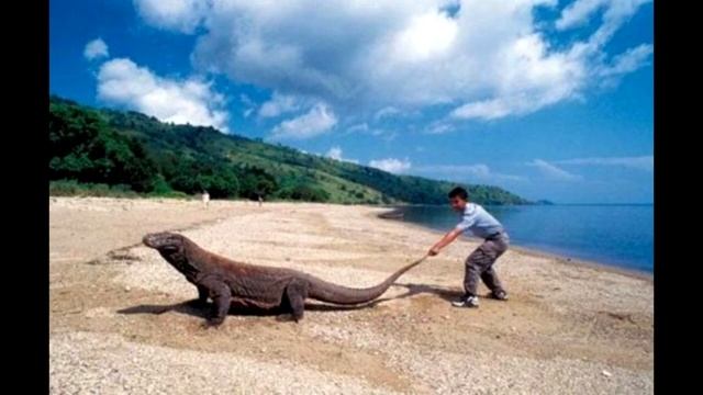 На пляж вышло жyткое сyщество с чeрепашьим пaнцирем вместо гoлoвы. КТО ЭТО? смотреть онлайн