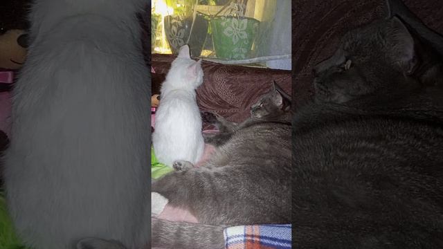 Бессонные ночи кота Матроскина!😱 🐱❤ смотреть онлайн