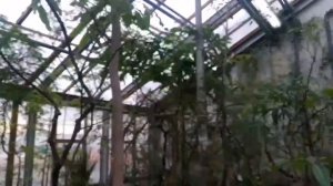 Прогулка по тропической оранжерее Ботанического сада