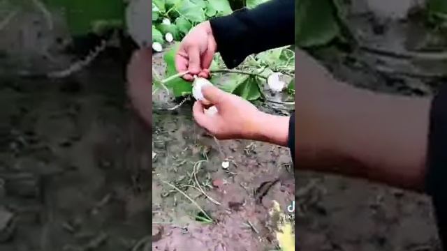 Яйца на грядке. смотреть онлайн