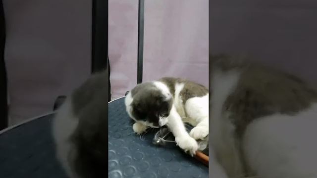 Супер экспресс линька!) смотреть онлайн