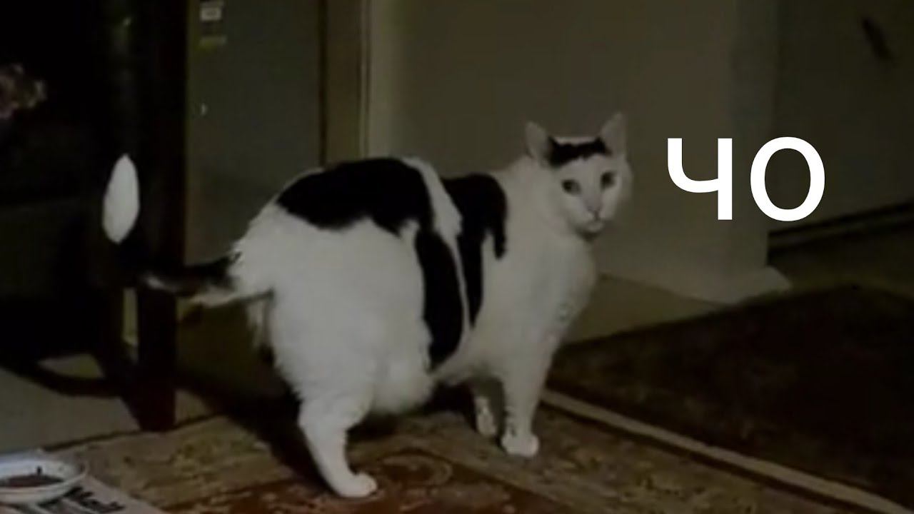 кот 2 часть (не кликбейт) смотреть онлайн