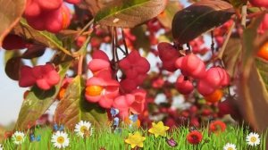 Бересклет европейский ? Обзор: посадка и уход. крупномеры бересклета : описание и особенности