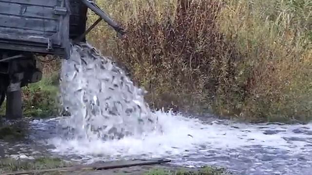 зарыбление реки Оскол 2012 смотреть онлайн