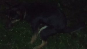 У СОБАКИ ЗАПОР