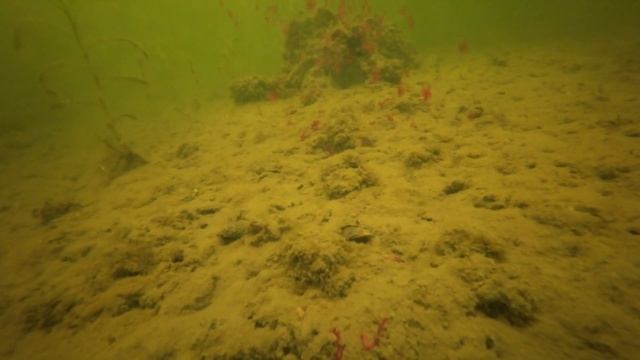 Закорм мотылём ПОДВОДАНЯ сьемка!!! Мотыль как прикормка ЗИМОЙ. Реакция рыбы. ПОДВОДНЫЕ СЪЁМКИ! смотреть онлайн