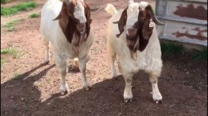 Описание Бурской породы коз