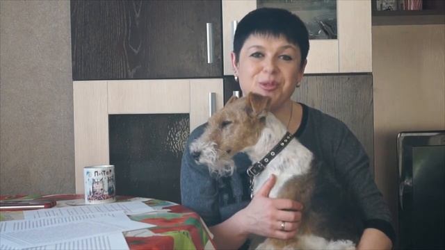 ПОРОДА СОБАК-ЖЕСТКОШЕРСТНЫЙ ФОКСТЕРЬЕР смотреть онлайн