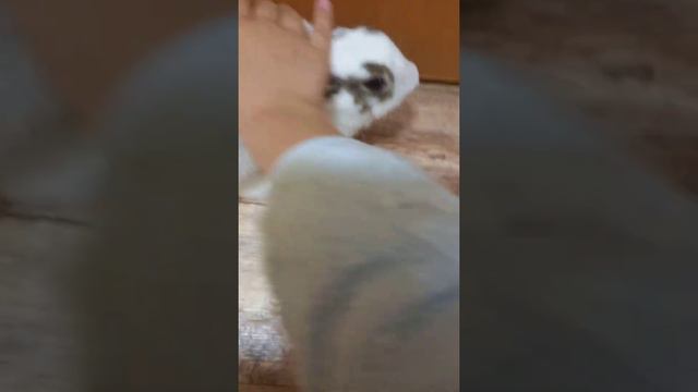 5 причин купить кролика смотреть онлайн