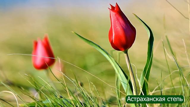 Богдо.Цветение тюльпанов.Ожившие фотографии смотреть онлайн