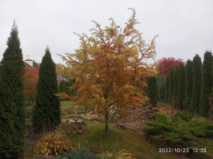 Лиственница японская, тонкочешуйчатая Диана. Формирование кроны, понижающая обрезка.