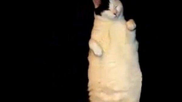 Cat, i am a kitty cat!