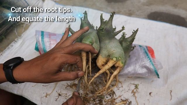 Adenium Arabicum GODJI, Pruning, Changing Growing Media, Root Selection, Repotting ll Desert Rose смотреть онлайн