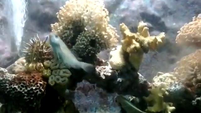 Рыбки в аквариуме, музей моря, Акаба смотреть онлайн