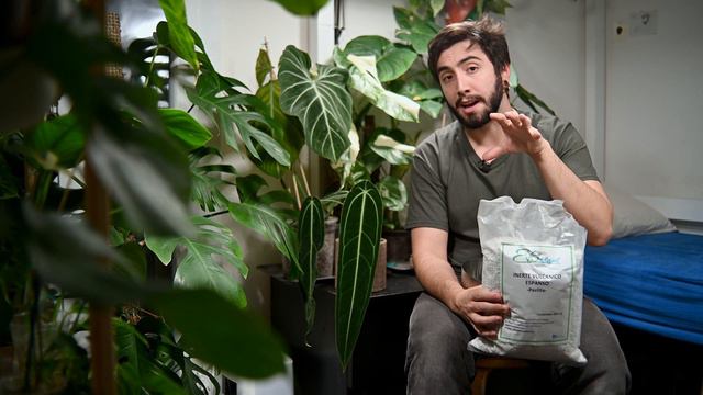 Anthurium Warocqueanum UNBOXING