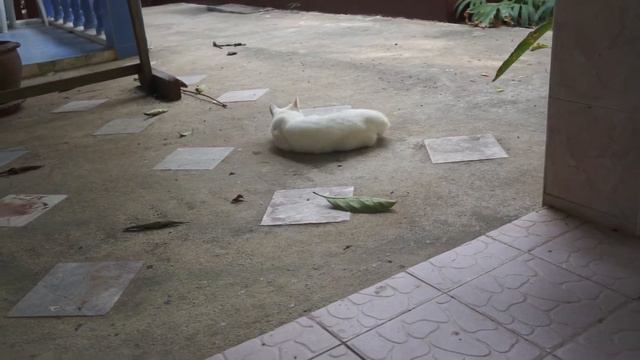 Котейка валяется в пыли смотреть онлайн