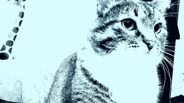 фото видео кот (эксклюзив) смотреть онлайн