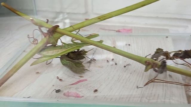 Богомол ловит и ест муху