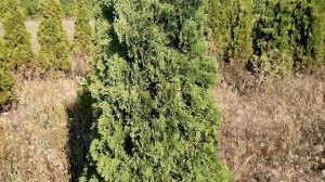 Туя западная "Holmstrup" | Plante.md