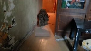 Филин Ёлка носится за мячиком