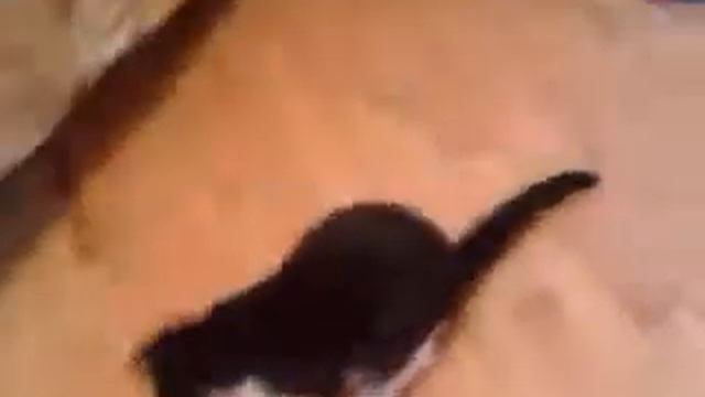 Копия видео "моя кися" смотреть онлайн