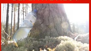 Берегите лес