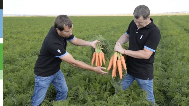 Bejo Кордоба F1 B-Mox®