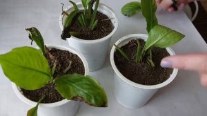 Посадка/пересадка отростков спатифиллума. Причина отсутствия роста и цветения