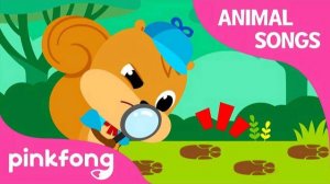 Who Took the Acorns? | Animal Songs | Learn Animals | Pinkfong Animal Songs for Children
