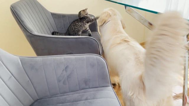 Golden Retriever Reacts to Tiny Kitten in Chair (So Funny!!) смотреть онлайн