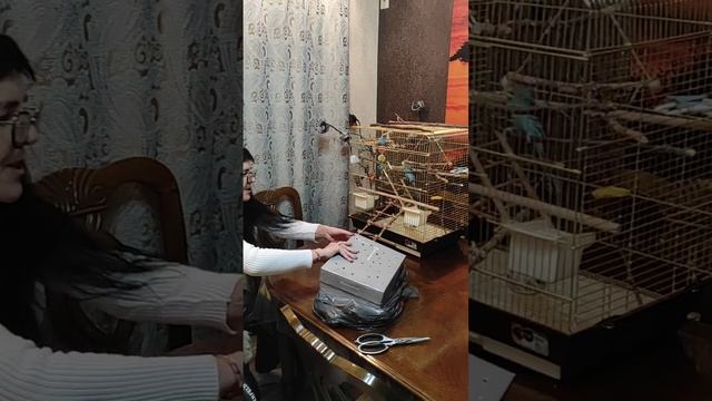 Первая встреча Сандрика и Плюшки Бусястой-Выставочные Волнистые Попугаи из питомника Полината. смотреть онлайн