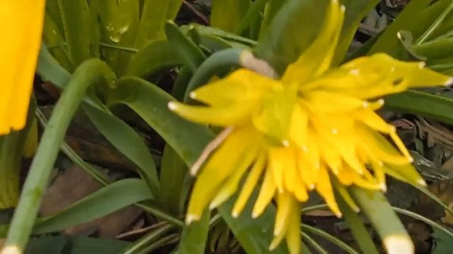 Махровые нарциссы, обалденной красоты/ редкие сорта нарциссов смотреть онлайн