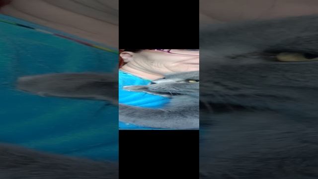 Моя вислоухая кашка Гульчатай.