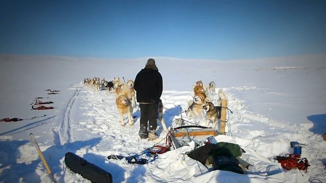Alaskan Malamutes / Arctic Expedition With Joe Henderson