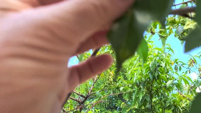 Курчавость листьев персика. Peach leaf curl.Ricciolo di foglie di pesca. 桃葉捲曲 смотреть онлайн