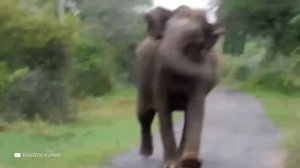 Он Поймали Самое Опасное Животное  в Азии