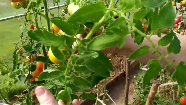 Как продлить жизнь томатов. смотреть онлайн