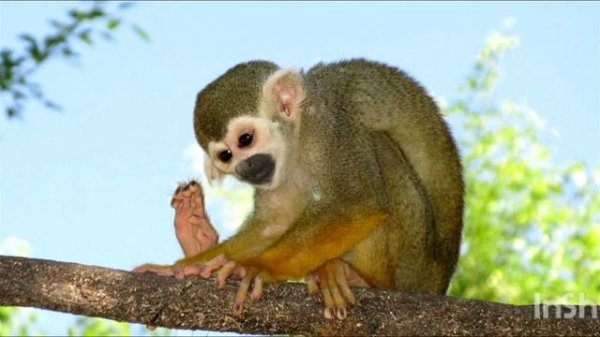 #Саймири Saimiri#Беличья маленькая обезьянка#Mankey#красиво#россия#мир#природа